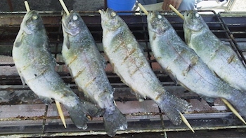 写真：魚の塩焼き