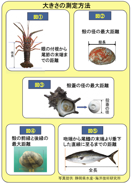 大きさの測定方法