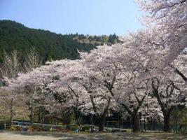 写真：桜