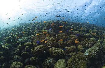 Scalefin anthias & Neon damselfish photo