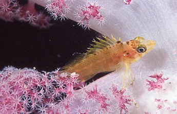 Yellow hawkfish photo