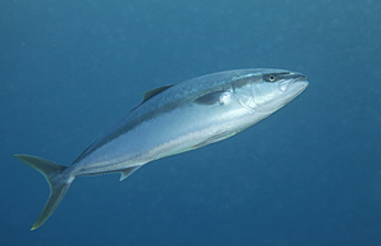 Japanese amberjack photo