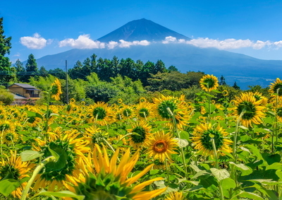 令和7年度静岡県議会だより写真コンクール夏の部特選作品