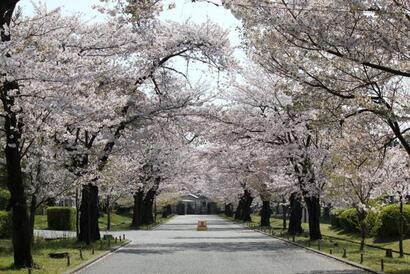 写真：桜並木