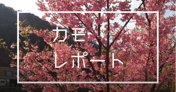 カモレポート（外部リンク・新しいウィンドウで開きます）