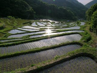 写真：松崎町道部の棚田