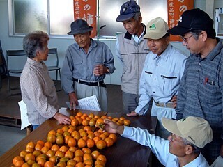 写真：長泉の四つ溝柿（出荷目揃会の様子）