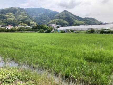 写真：乾田直播水田