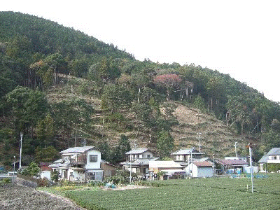 写真：竹林広葉樹再生整備後