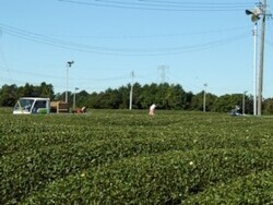 写真：茶園