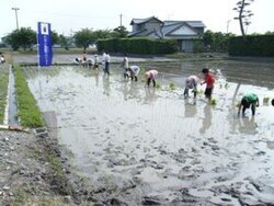 写真：田植え体験