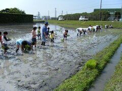 写真：田植え体験