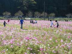 写真：休耕田を利用したコスモス畑