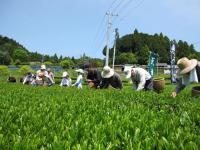 写真：天竜の茶園