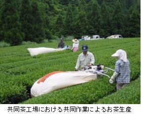 写真：お茶栽培