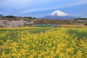 裾野市