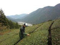 写真：30茶園共進会