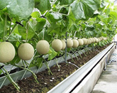 ビニールハウスの中で、中遠管内名物の温室メロンが並んでいる