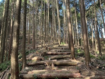 再生整備している人工林の写真