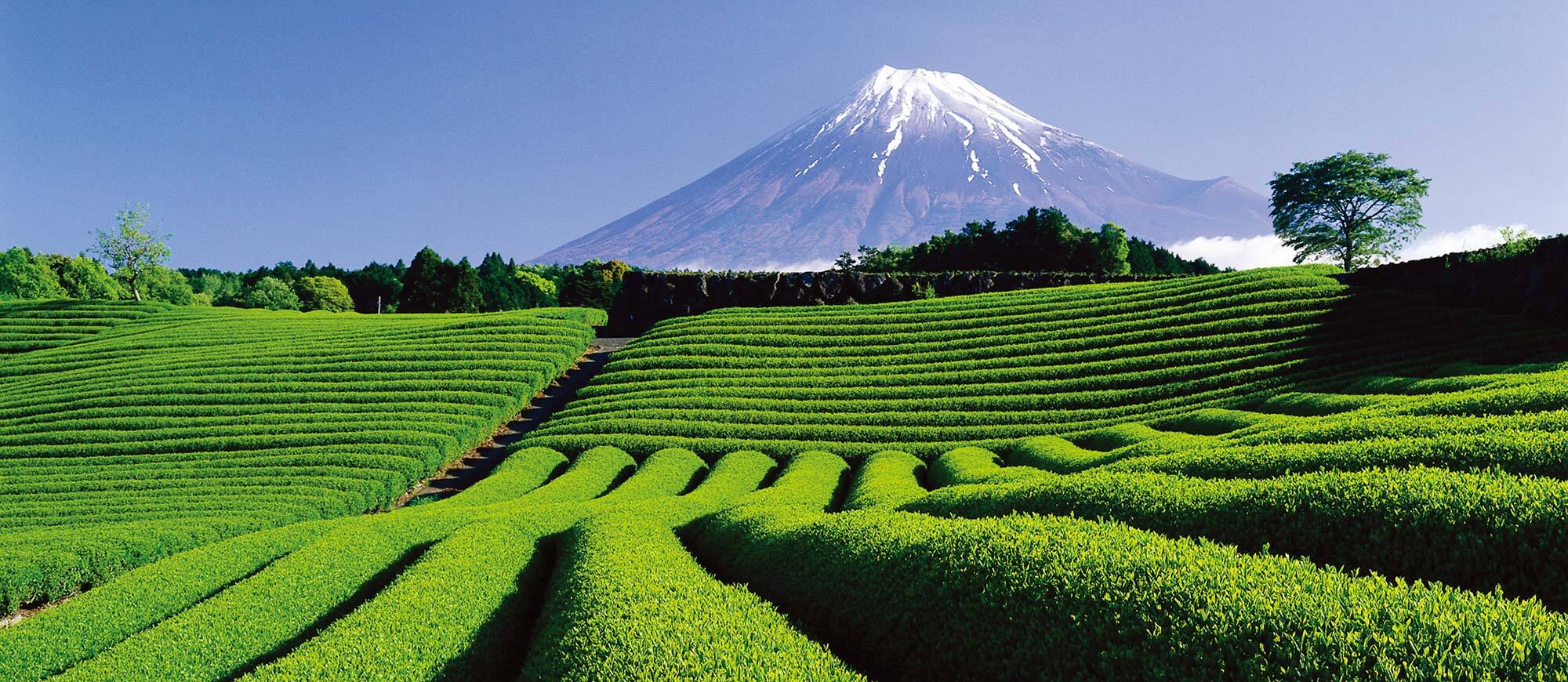 写真：茶畑と富士山の風景