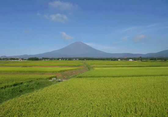 写真：水田風景