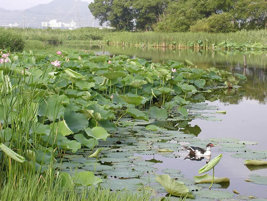 写真：麻端遊水地風景