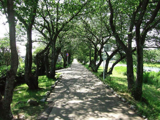 写真：大津谷川と桜づつみの風景写真