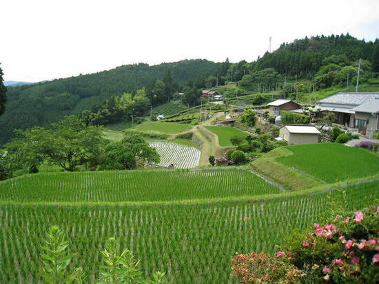 写真：大栗安の棚田の風景