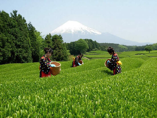 写真：茶園の写真