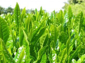 写真：茶葉