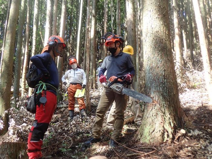 写真：伐採指導中の様子