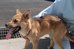 写真：犬の宙羽華