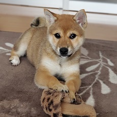 写真：部屋で遊ぶむぎ