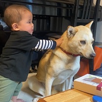 写真：犬のジャビー