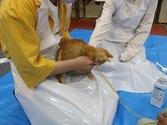 写真：膝上で遊んでもらっている子猫