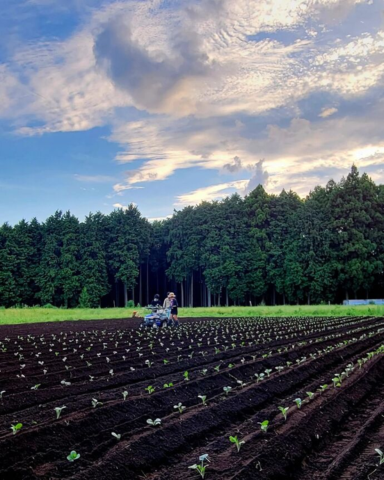 写真：ブロッコリーの植え付け