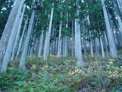 写真：森林