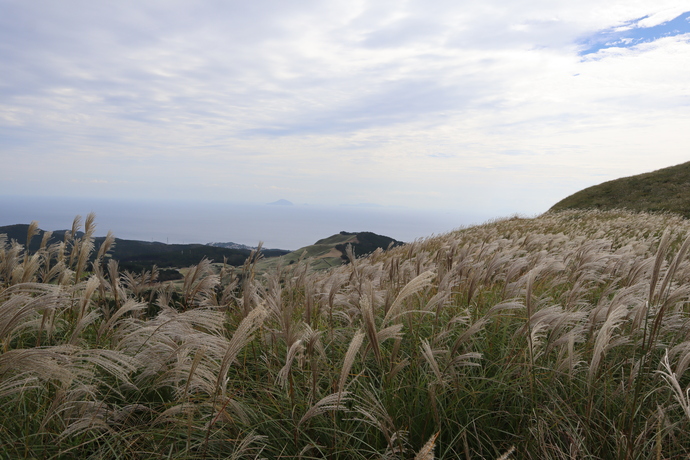 東伊豆町 細野高原のススキ