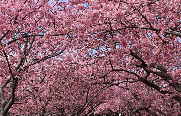 河津桜