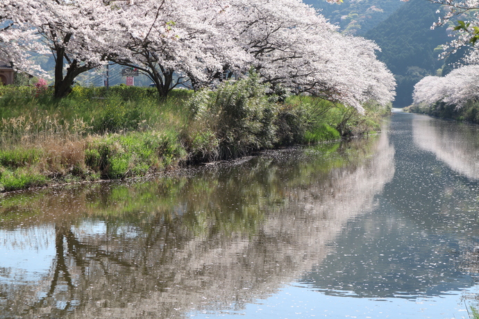 那賀川沿いの桜