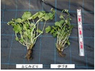 定植12か月後の株の外観