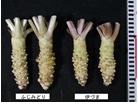 定植15か月後の根茎の外観