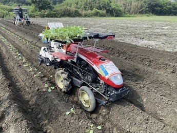 キャベツ苗の定植作業の省力化