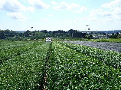 有機てん茶を栽培している茶園