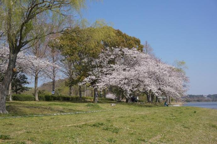 写真：公園の桜