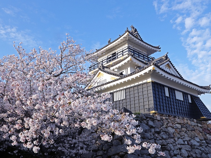 写真：浜松城と桜