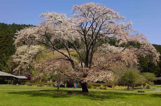 龍山秘密村