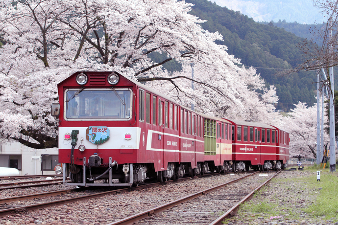 両国の桜