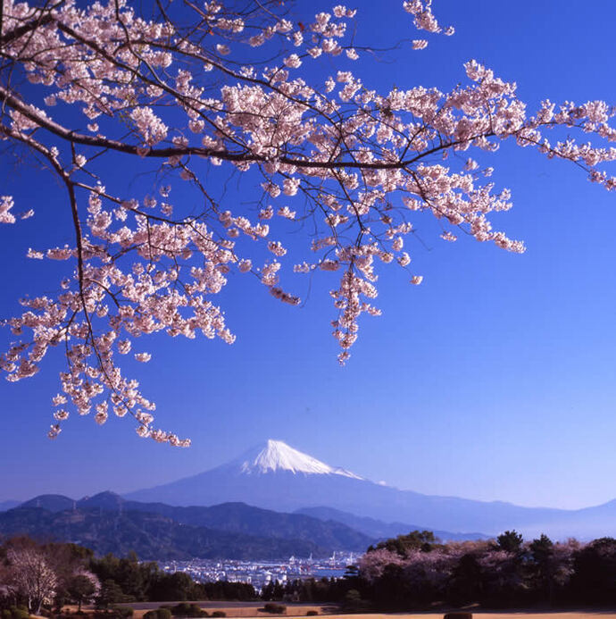 写真：桜と富士山