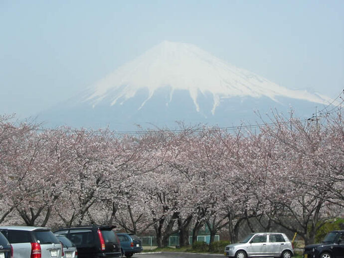 写真：公園の桜と富士山